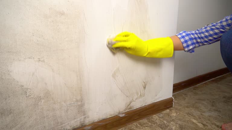 Best Mold Damage Restoration  in Manson, IA