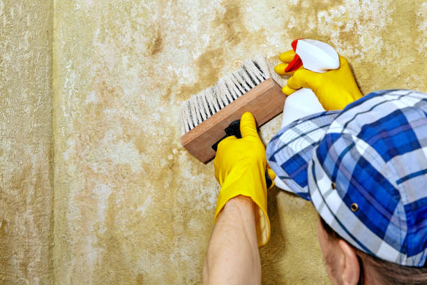 Best Comprehensive Air Testing for Mold Contaminants  in Manson, IA