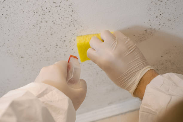 Best Asbestos and Lead Testing During Mold Inspection  in Manson, IA