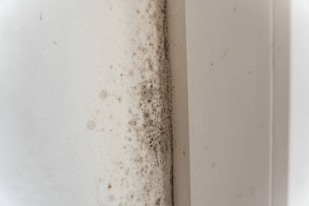 Best Biohazard Mold Removal  in Manson, IA