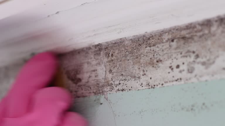Best Environmental Consulting for Mold Prevention  in Manson, IA